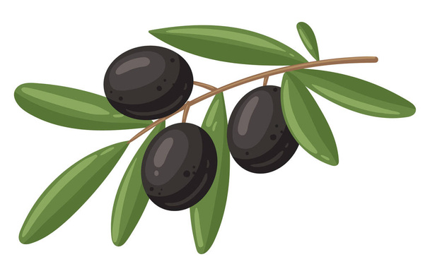 Kreskówkowa gałąź czarnych oliwek. Drzewo oliwne z liśćmi, kuchnia włoska smaczne przystawki i przyprawy, oliwki greckie gałąź płaska wektor ilustracja izolowane na białym tle - Wektor, obraz