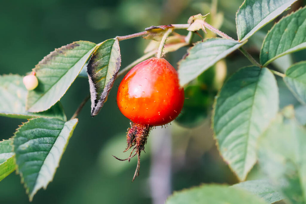 Heilkräftige rote Beeren aus Hagebutten im Herbstpark. - Foto, Bild