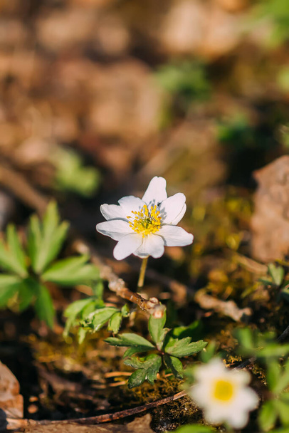 Fehér virág hóvirág Anemone a tavaszi erdőben. - Fotó, kép