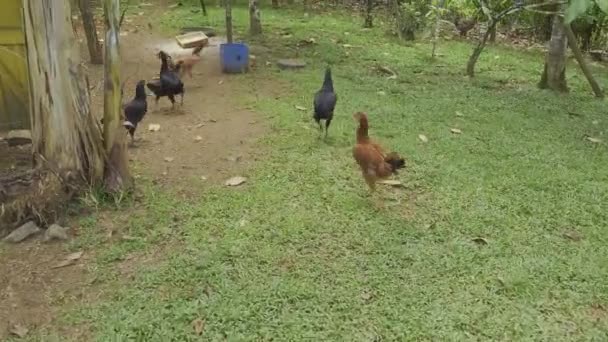 Freilaufende Hühner auf freier Weide. Hühner auf dem Biohof - Filmmaterial, Video