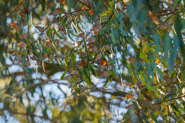 Скопление бабочек-монархов в конечностях величественных эвкалиптовых деревьев, Пизмо-Бич-Гроув, Центральное побережье Калифорнии - Фото, изображение
