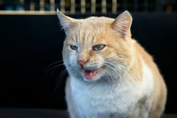 Portrét krásné zlobí kočku  - Fotografie, Obrázek