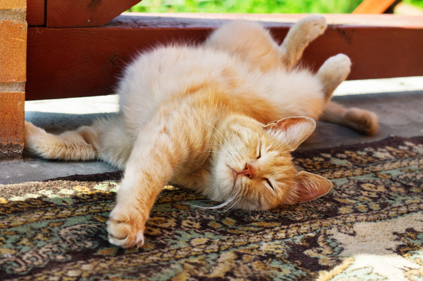 Lazy red cat scratching himself - Photo, Image