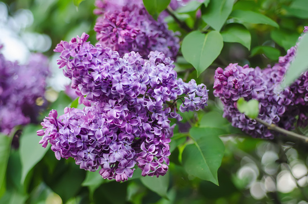 Branch of lilac flowers - Photo, Image