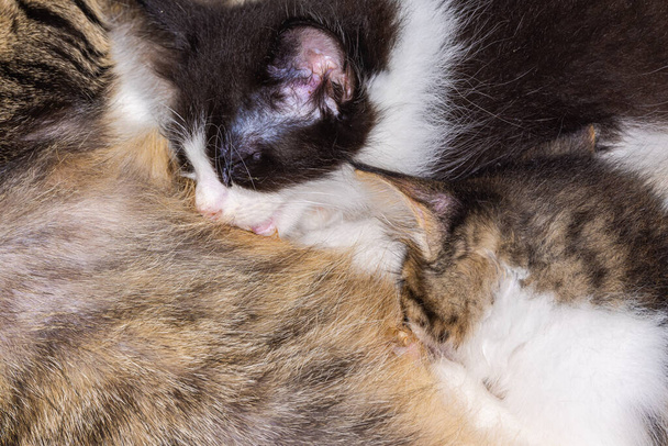 Bardzo młode kociaki karmione są przez kota-matkę. Noworodek kotek wolą bliski kontakt przed badaniem razem. Miłość i więź w rodzinie kotów. Kot leży cierpliwie i pozwala kociom pić - Zdjęcie, obraz