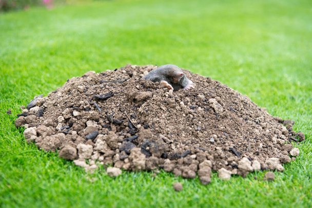 Topo europeo arrastrándose fuera de molehill sobre el suelo, mostrando fuertes pies delanteros utilizados para cavar túneles subterráneos - Foto, imagen