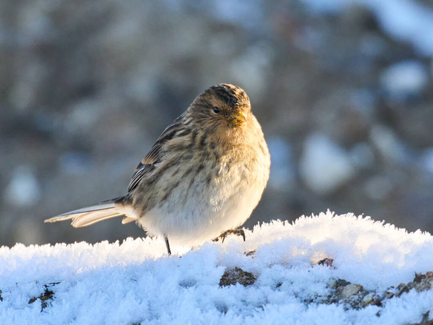 Twite (Linaria flavirostris) in its natural environment - Photo, Image