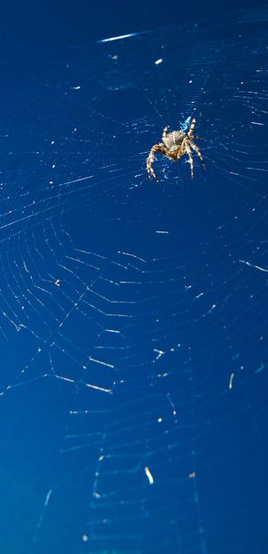 αράχνη στον ιστό - Φωτογραφία, εικόνα