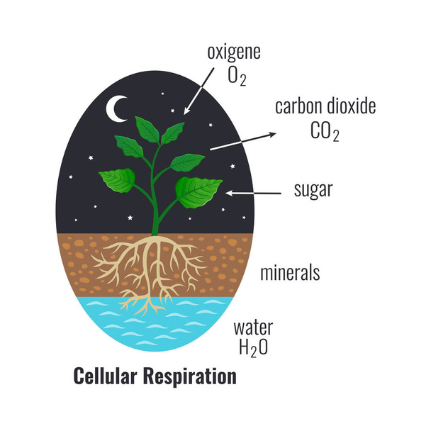 Biyolojik süreç fotosentez bileşimi ışık enerjisi dönüşüm calvin döngüsü bitkiler hücresel solunum vektörü çizimi - Vektör, Görsel