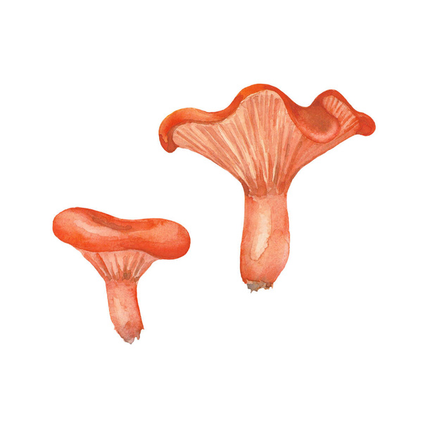 Twee Orange Chanterelle champignons. Aquarel met de hand getekende kunst voor wenskaarten, uitnodigingen, vintage patronen en interieur. Artistieke illustratie op witte achtergrond. - Foto, afbeelding