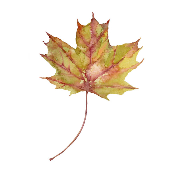 Watercolor autumn green and red maple leaf. Isolated hand drawn illustration on white background. - Photo, Image