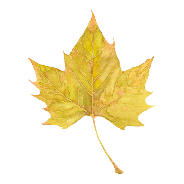 Watercolor autumn big yellow maple leaf. Isolated hand drawn illustration on white background. - Photo, Image