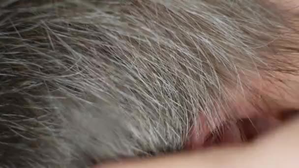 A gray-haired man shows gray hair on his temples. Hair care, the appearance of gray hair in men - Footage, Video