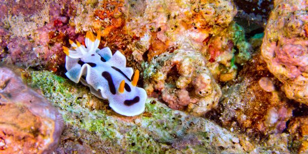 Sea Slug, Dorid Nudibranch, Diana's Chromodoris, Chromodoris dianae, Coral Reef, Bunaken National Marine Park, Bunaken, North Sulawesi, Indonesia, Asia - Фото, изображение