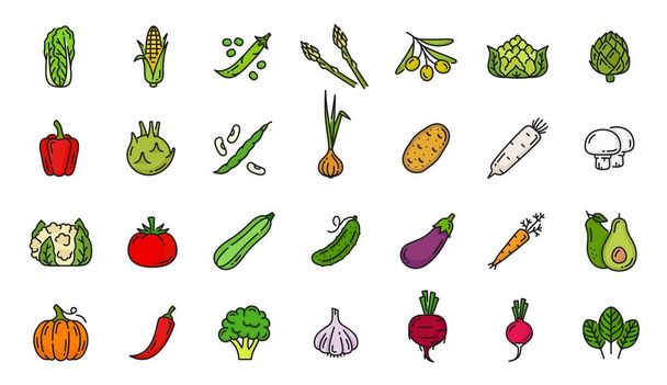 Iconos de línea de color vegetal crudo. Pictogramas de la cosecha de la granja, símbolos vectoriales de contorno de alimentos naturales o iconos de verduras frescas con ensalada, maíz, guisante, alcachofa y oliva, ajo, remolacha, cebolla y aguacate - Vector, imagen