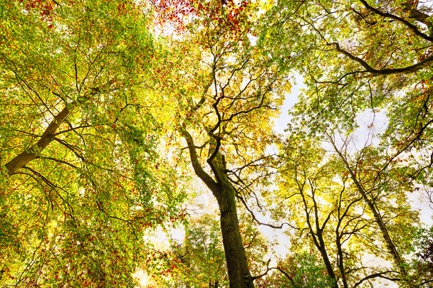 秋のブナの森の梢背景 - 写真・画像