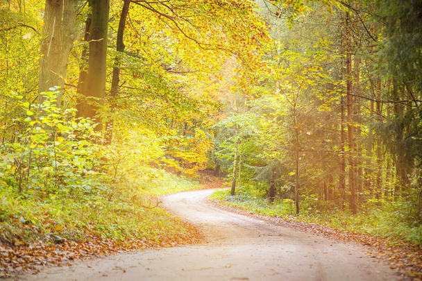 Snová cesta přes podzimní les - Fotografie, Obrázek