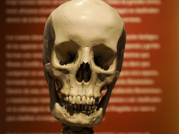 Неандертальська доісторична еволюція черепа людини
 - Фото, зображення