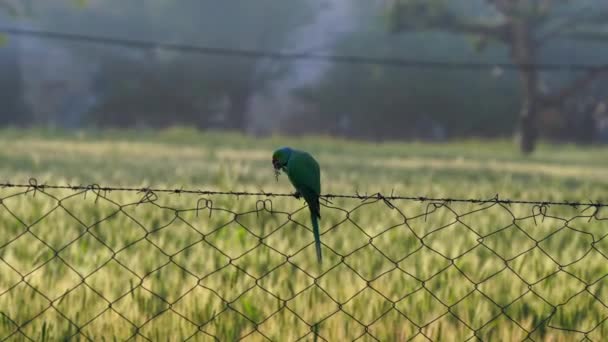 Indiase papegaai in het tropische bos. wilde papegaai eten fruit, groene papegaai eten groene tarwe oren of knoppen. - Video