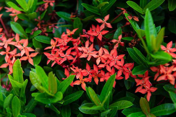 Rubiaceae flor con hojas verdes fondo - Foto, imagen