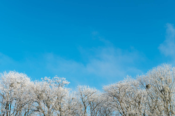 Mavi gökyüzüne karla kaplı ağaçların tepeleri. Kış konsepti - Fotoğraf, Görsel