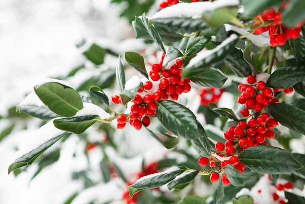 Vánoce Holly červené bobule, Ilex aquifolium rostlina. Holly zelené listí s zralé červené bobule. Ilex aquifolium nebo vánoční cesmína. Zelené listy a červené bobule vánoční cesmína, zblízka auto - Fotografie, Obrázek