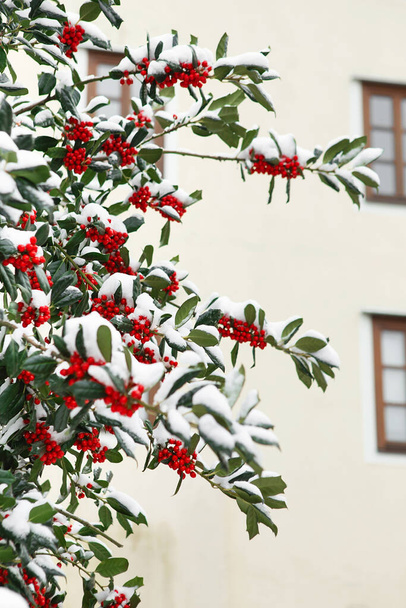 Joulun Holly punaisia marjoja, Ilex akvifolium kasvi. Holly vihreä lehtien kypsä punaisia marjoja. Ilex Aquifolium tai Christmas Holly. Vihreät lehdet ja punainen marja Joulu Holly, lähikuva auto - Valokuva, kuva
