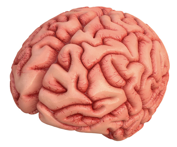Human brain on white - Foto, Imagen
