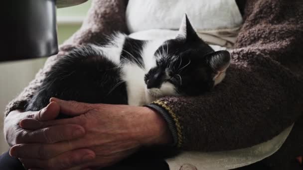 Gato durmiendo en las piernas de la propietaria. Persona acariciando vientre de lindo gatito. Hermoso gato de piel blanca y negra con señora mayor. Imágenes de alta calidad 4k - Metraje, vídeo