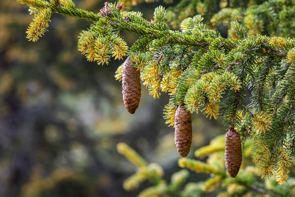 Detail of Pinus mugo close up of pine tree branch in swiss alps, Switzerland - Photo, Image