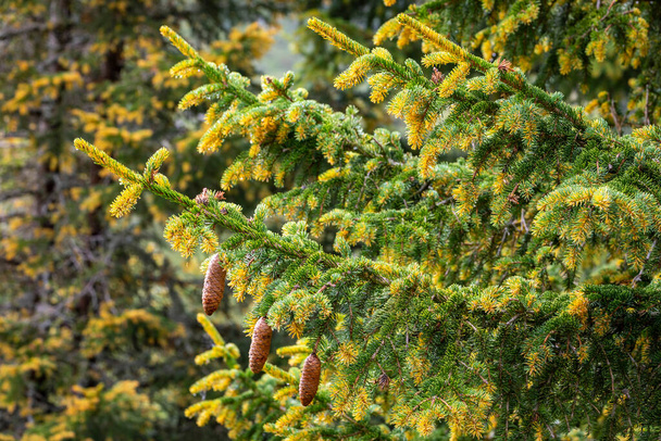 Detail of Pinus mugo close up of pine tree branch in swiss alps, Switzerland - Photo, Image