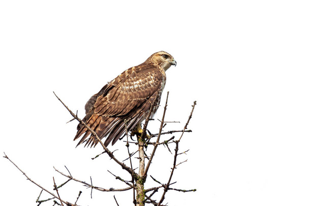 A red-tailed hawk perched on top of a pine tree with a white background - Photo, Image