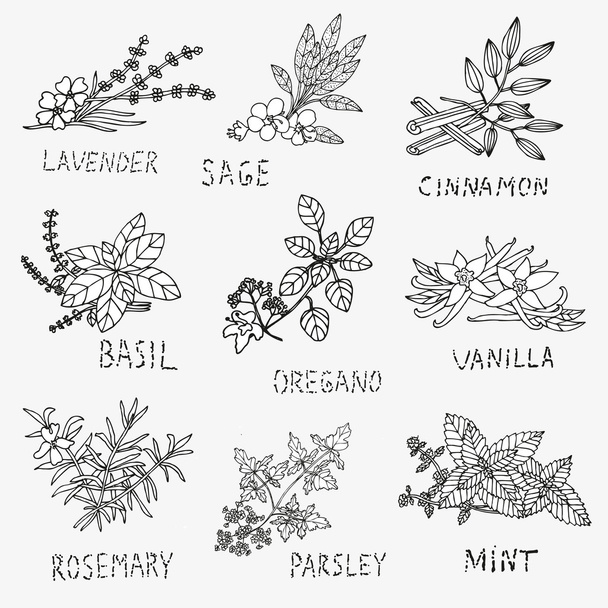 hand drawn culinary herbs - Vector, afbeelding