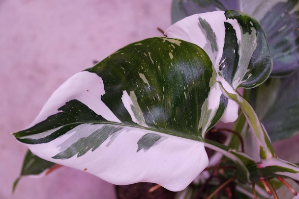 Белый и зеленый лист Филодендрона Белого Волшебника, редкого и популярного домашнего растения - Фото, изображение
