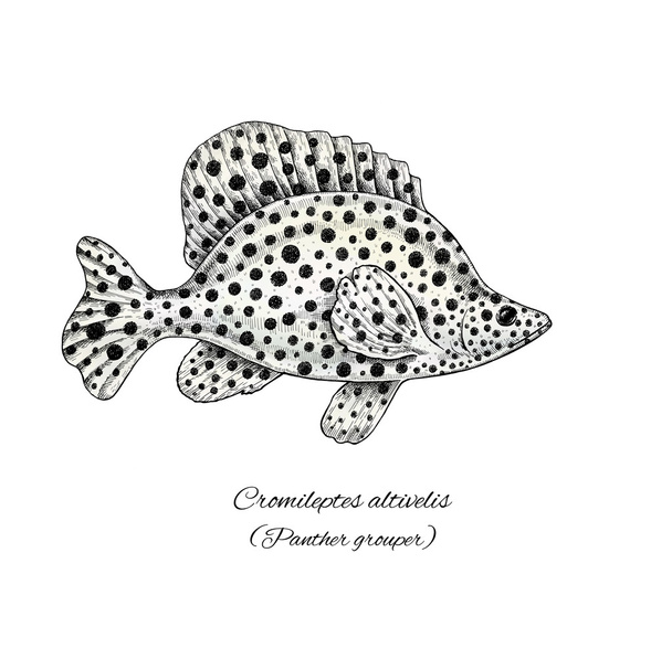 Panther Grouper. Colorful ink style fish collection - Фото, изображение