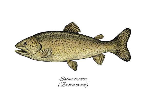 Brown Trout. Colorful ink style fish collection - Zdjęcie, obraz