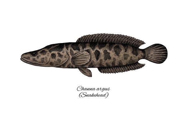 Snakehead. Colorful ink style fish collection - Φωτογραφία, εικόνα