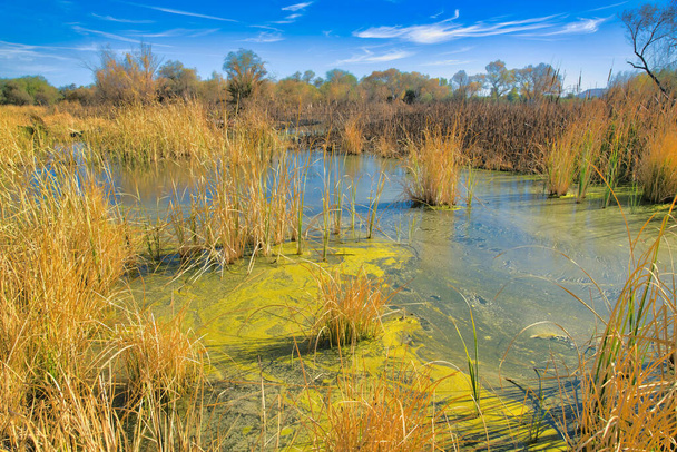 Bagna z wysokimi trawami w Sweetland Wetlands w Tucson w Arizonie. W wodzie są wysokie trawy z glonami na tle błękitnego nieba.. - Zdjęcie, obraz