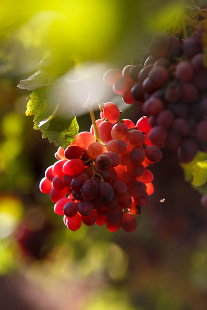  A bunch of grapes lighting by the sun. Wine making, alcoholic beverages - Photo, Image