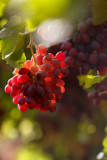  Grono winogron oświetlonych słońcem. Produkcja wina, napoje alkoholowe - Zdjęcie, obraz