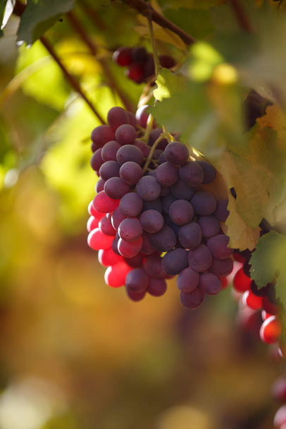  Um monte de uvas iluminadas pelo sol. Vinho, bebidas alcoólicas - Foto, Imagem