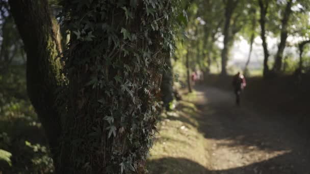 Дерево з плющем і розмитими паломниками мандрує традиційною Ель-Каміно - Кадри, відео
