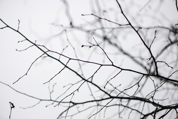 Nasse Äste im Winterwald - Foto, Bild