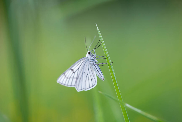 Siona lineata é uma espécie de mariposa do gênero "Siona", pertencente à família Geometridae. O tema da entomologia, polinização, coleta de insetos. - Foto, Imagem