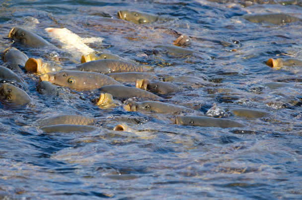 Eurazjatyckie karpie Cyprinus carpio czekają na jedzenie. Jezioro Yamanako. Jestem Yamanakako. Prefektura Yamanashi. Park Narodowy Fuji-Hakone-Izu. Honshu. Japonia. - Zdjęcie, obraz