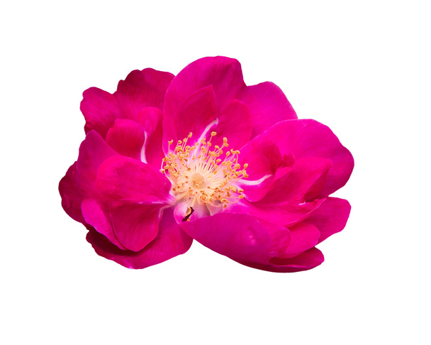 fényes rózsaszín kutya rose - Fotó, kép