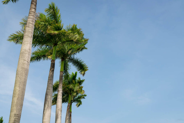 Fila de palmeiras raposa vista de baixo em Miami, Flórida. Palmeiras ornamentais em uma visão de baixo ângulo contra o fundo do céu azul claro. - Foto, Imagem