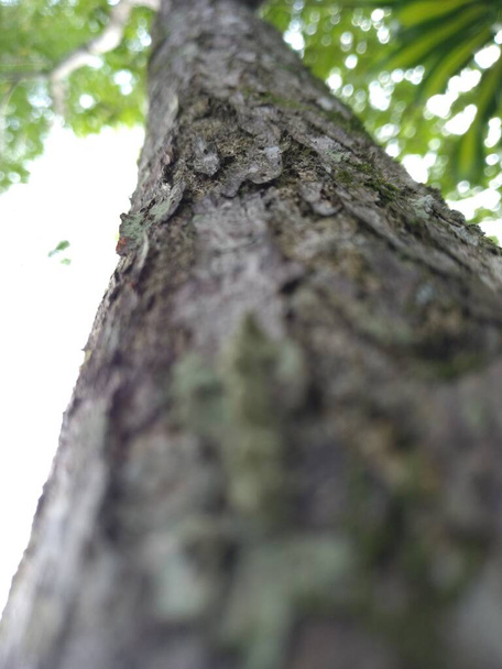 стовбур дерева з штрихами і грубою текстурою
 - Фото, зображення