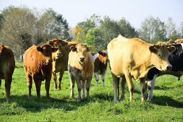 Hermosas vacas y toros en un campo verde
 - Foto, imagen
