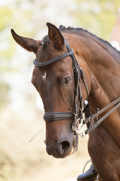 Portrait of a sports brown horse. Riding on a horse. Thoroughbred horse. - Photo, Image